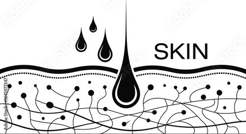 Cross section of human skin showing hair follicle and oil droplets