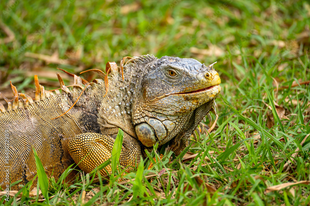 Obraz premium Close-up Portrait of Green Iguana (Iguana iguana) 