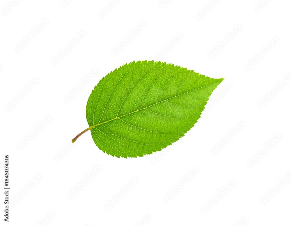 Fototapeta premium green leaf isolated on white