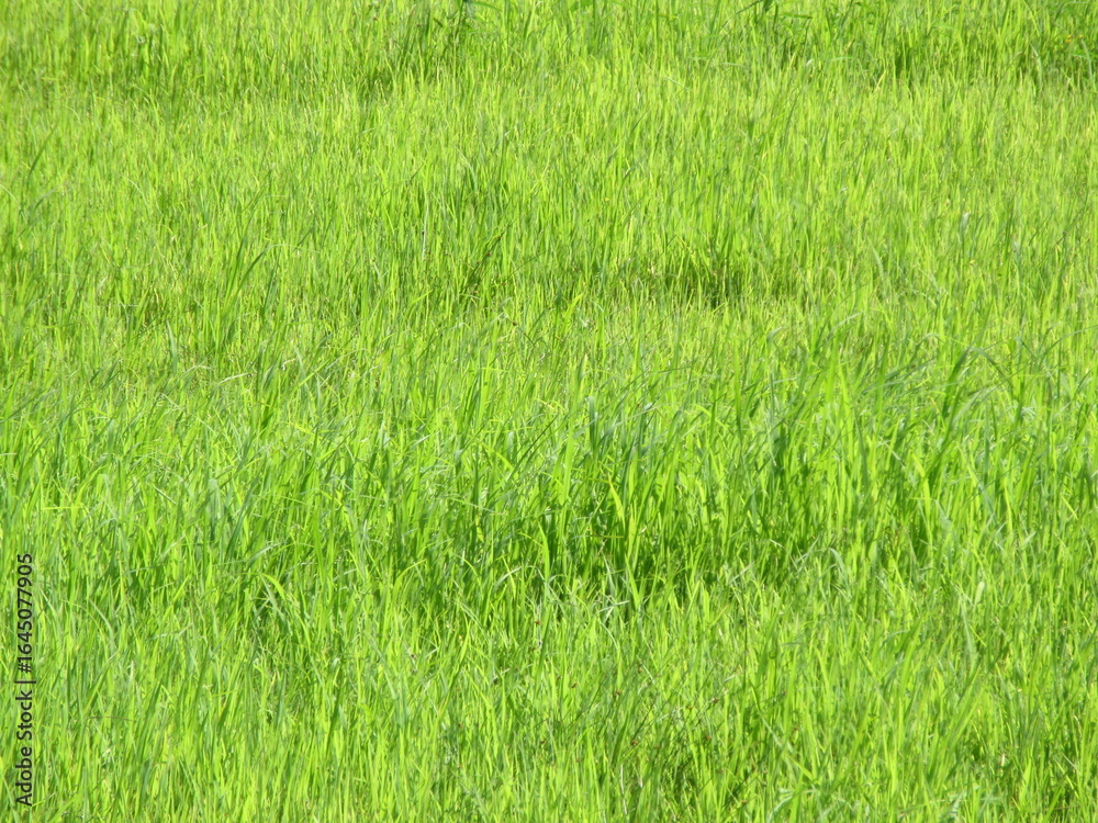 Obraz premium 耕作放棄地