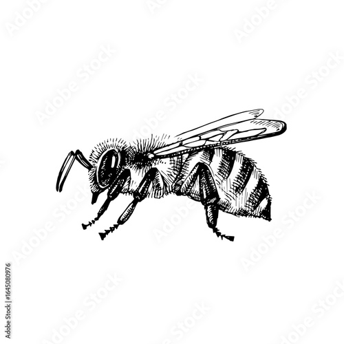 Hand drawn bee sketch. Isolated vector illustration on white background. Honey packaging design