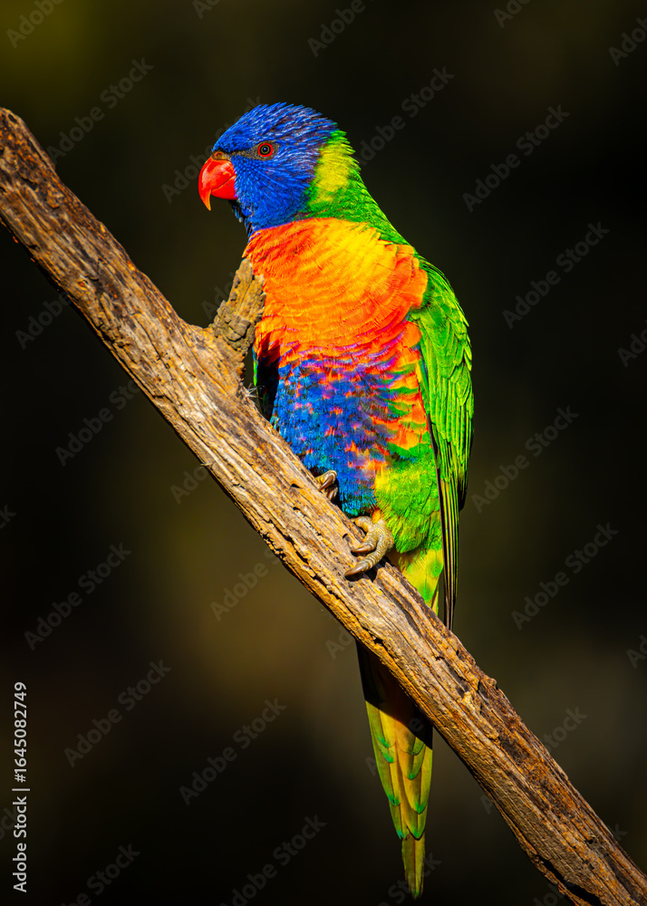 Obraz premium Rainbow lorikeet parrot