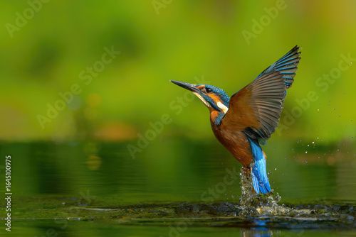 Common Kingfisher (Alcedo atthis) flying away after diving for fish in the forest in the Netherlands