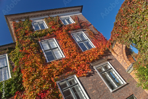 Inner courtyard with its walls covered by climbing ivy in Copenhagen