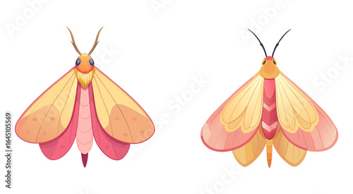 Set of rosy maple moth vector illustration design