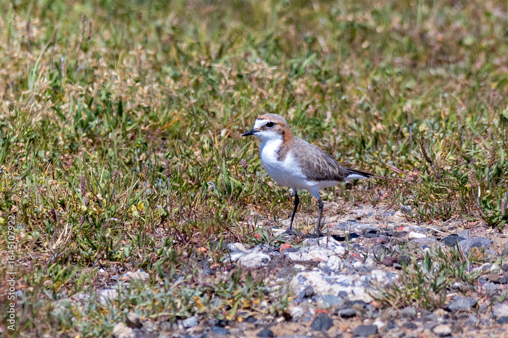 Small Shorebird in Grassy Habitat - Red-Capped Plover (Charadrius ruficapillus)
Small Shorebird in Grassy Habitat - Red-Capped Plover (Charadrius ruficapillus)