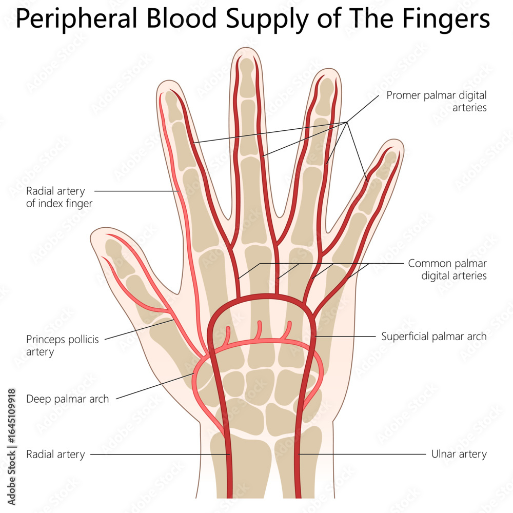 Naklejka premium arterial blood supply to the fingers, including radial, ulnar, palmar arches, and digital arteries structure diagram hand drawn schematic vector illustration. Medical science educational illustration
