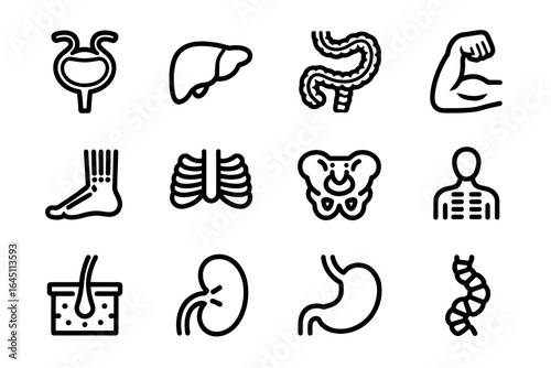 Human Anatomy Organs and Body Parts Icons Set in Black Outline Style for Medical or Educational Illustration