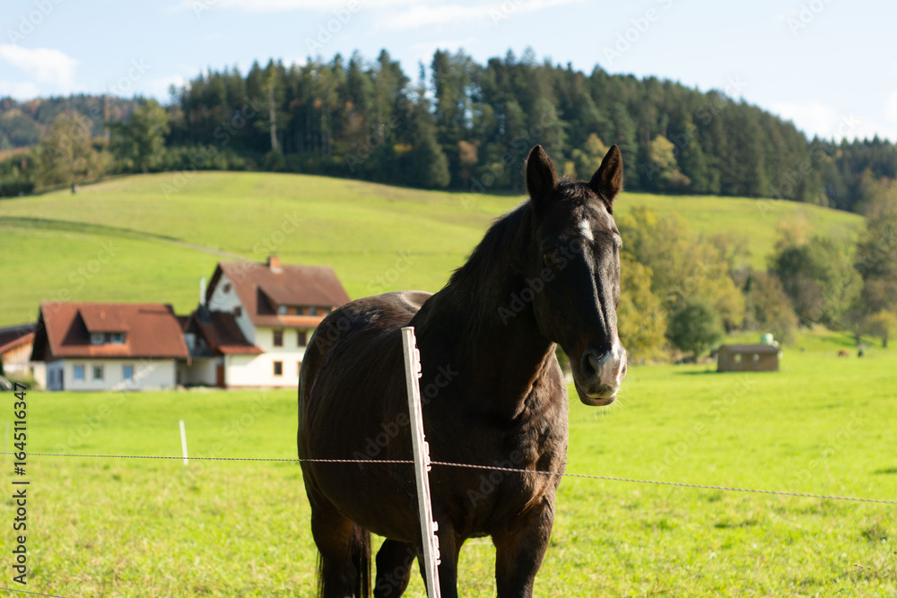 Obraz premium Black horse grazing peacefully in a lush meadow with rolling hills and charming cottages under a bright blue sky during a serene autumn afternoon