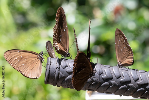 Brown monarch butterflies sip salts from a bicycle handlebar in the jungle of Vietnam.