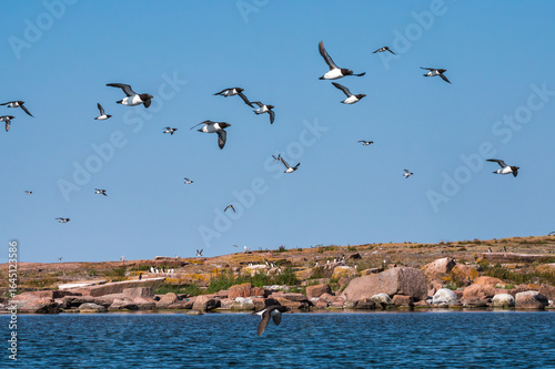Razorbills, Alca Torda, colony
Sälskär  Åland Islands Finland