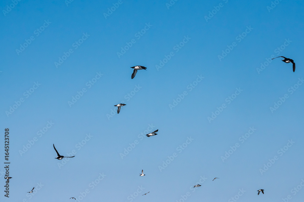 Fototapeta premium Razorbills, Alca Torda, flying Åland Islands Finland