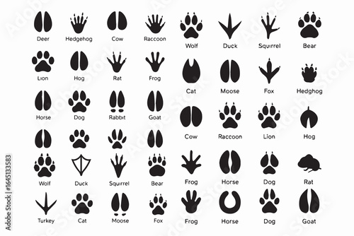 Silhouettes of animal footprints – black vector tracks of birds, reptiles, and mammals. includes paw prints, hoof marks, and steps from wolf, duck, frog design.