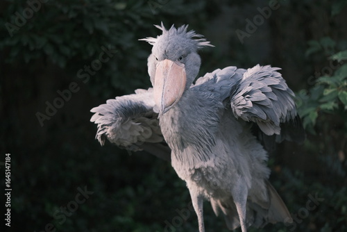 Shoebill stork shaking body vigorously