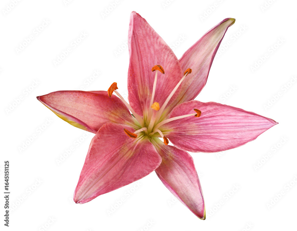Naklejka premium pink lily flower isolated on white background.