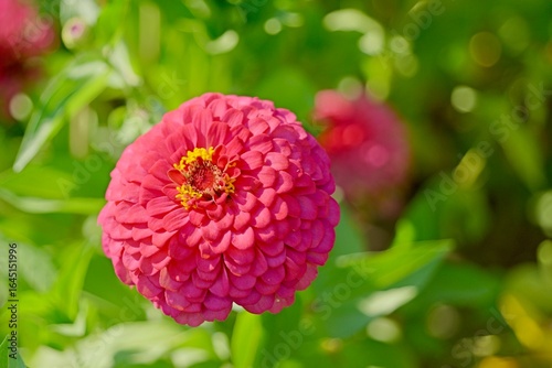 red dahlia flower