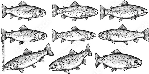 Hand-drawn trout fish illustrations, detailed vector drawings for fishing, nature, wildlife, aquatic life projects