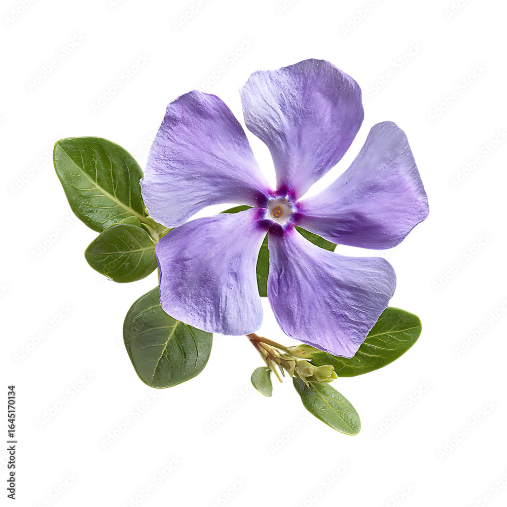 Fototapeta premium Madagascar Periwinkle png