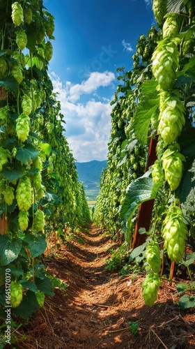 Sun-drenched hop rows, a path through verdant fields