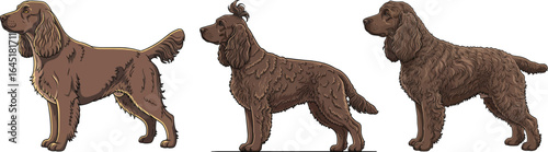 American Water Spaniel dog standing side profile vector illustration