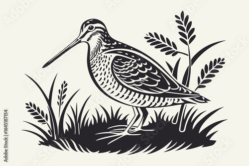 Vintage snipe bird illustration isolated on white background in vector format