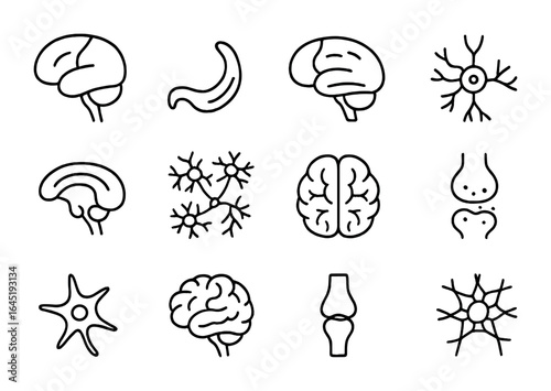 Brain Anatomy Icons. Outline icon set of brain anatomy for learning: frontal lobe, hippocampus, prefrontal