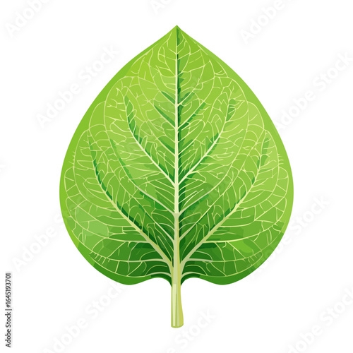 A single, large, vibrant green spinach leaf, perfect for a food icon.