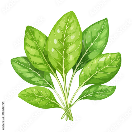 A full spinach plant with numerous leaves and a thick stem base.