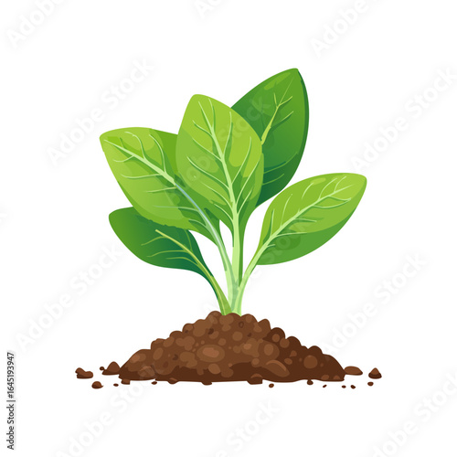 A spinach plant growing from a mound of brown soil.