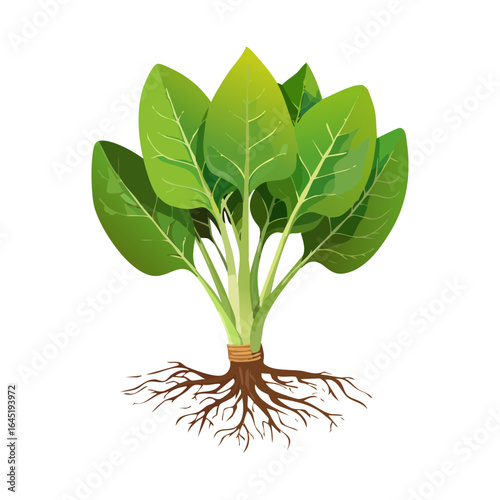 A spinach plant with a visible root system and leaves, growing from soil.