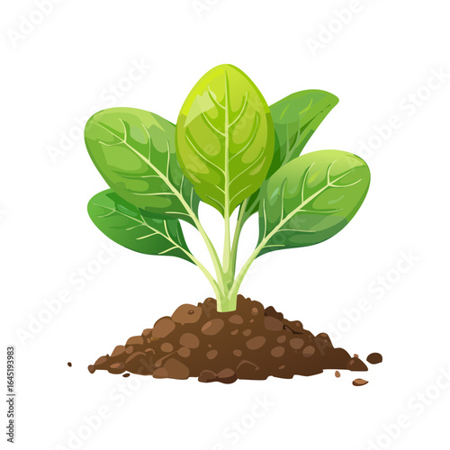A single spinach plant with a few leaves, rooted in a mound of soil.