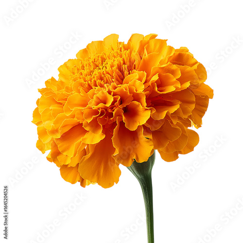 Fresh marigold or tagetes erecta flower isolated on transparent background.