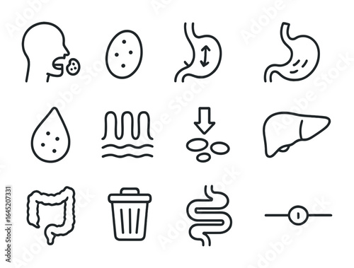 Digestive Journey Icons. Outline vector icons of food journey in the body: bite of food, food bolus,