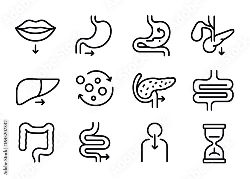 Digestive System Icons. Outline vector icons of digestive organs interaction: mouth to stomach, stomach to