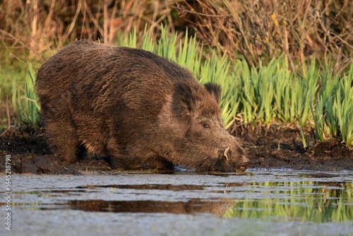 Wild boar with tusks drinks water in a forest pond standing sideways on the bank in the mud in a spring day