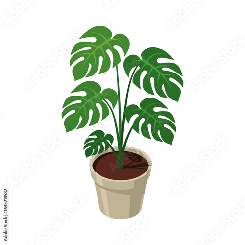 Isometric potted plant. Indoor plant. Green plant in pot. 3d potted plant for home interior decoration. Interior decoration element