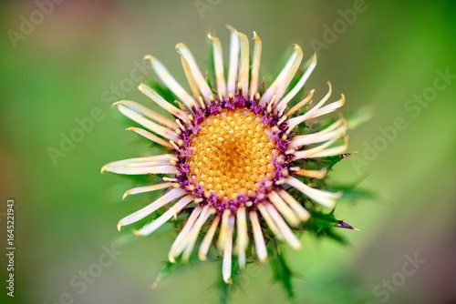 In the photograph, there is a plant - Stemless thistle.