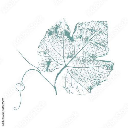 Grape leaf imprint with curling tendril, botanical stamp on white background. Vector illustration
