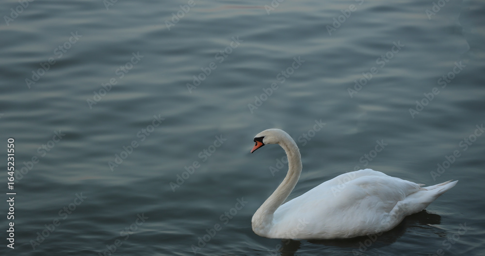 Mute swan - Cygnus olor gliding across a mist covered lake at dawn. Graceful swan gliding alone across a tranquil lake symbolizing purity lifelong devotion, and timeless elegance of swan faithfulness Mute swan - Cygnus olor gliding across a mist covered lake at dawn. Graceful swan gliding alone across a tranquil lake symbolizing purity lifelong devotion, and timeless elegance of swan faithfulness