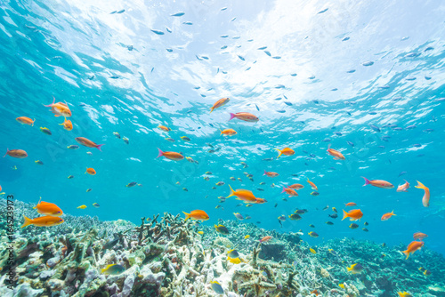 Coral Garden and basslet