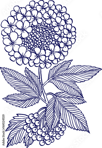 vector illustration of a Guelder Rose flower. Flowers and leaves  of viburnum opulus (guelder rose). vector graphics. Engraved vintage branch of Viburnum Opulus Sterilis, flower illustration, vector