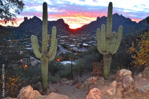 Desert sunset over town, cacti foreground