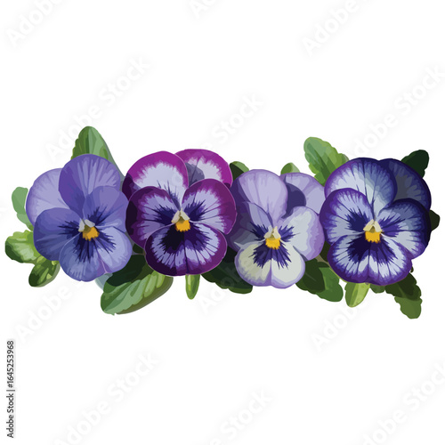 Pansy flowers in purple and pink isolated on white background