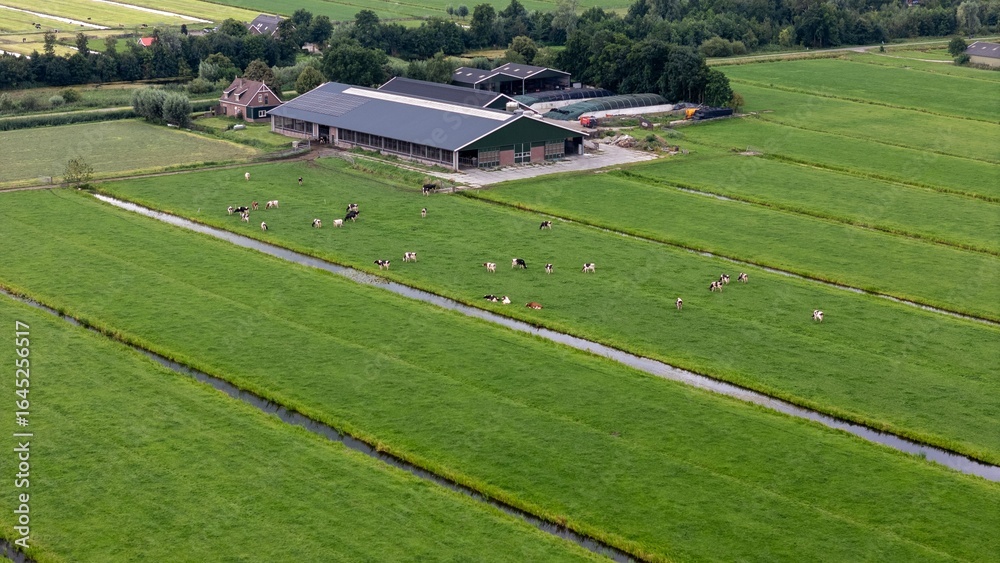 Fototapeta premium Aerial view of a farm landscape with grazing cows.