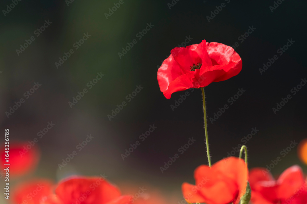 Obraz premium Single Red Poppy Blooming Against Dark Background
