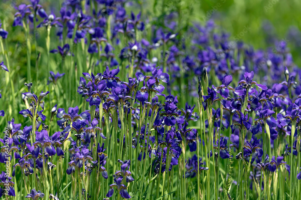Naklejka premium Blooming Purple Irises in a Lush Green Field