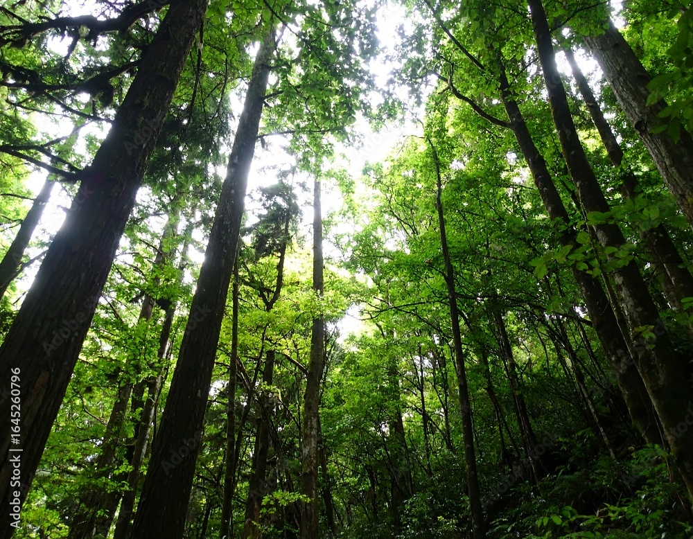 Fototapeta premium Lush forest canopy (7)