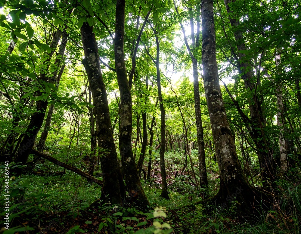 Fototapeta premium Lush forest canopy (11)
