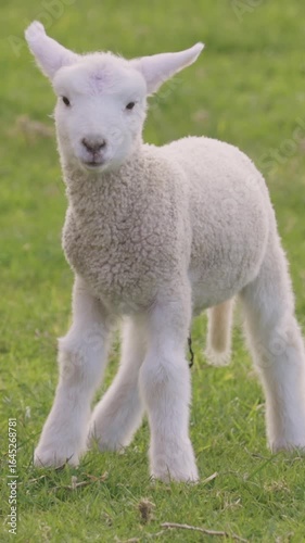 A young lamb stands in a grassy field, its white woolly coat contrasting with the green. The lamb is curious and alert, exploring its surroundings in the countryside. New Zealand.