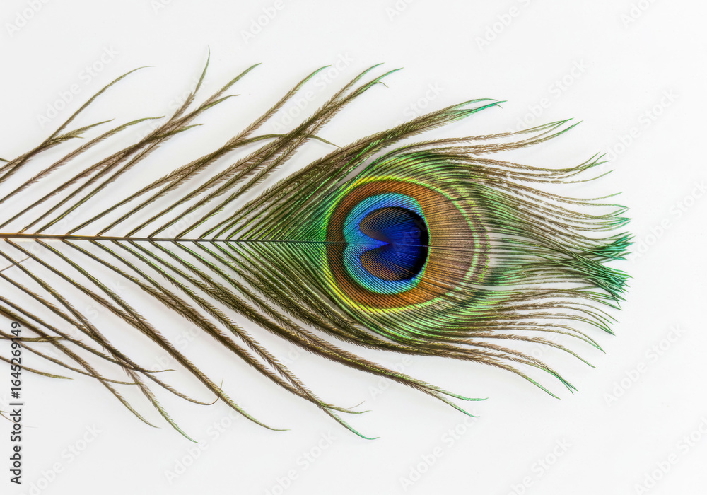 Obraz premium An exquisite single peacock feather, displaying its natural iridescent colors and intricate patterns, isolated on a simple white surface.